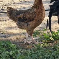 مرغ محلی اصل