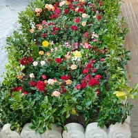 خدمات باغبانی هرسکاری گل کاری درتمام نقاط تهران و.|خدمات باغبانی و درختکاری|تهران, تهرانپارس شرقی|دیوار