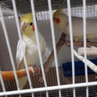 عروس هلندی معاوضه