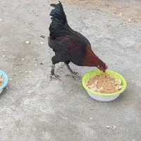 فروش جوجه محلی