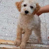 سگ سگ پودل