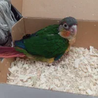 گرینچیک یلوساید و تراکوییس سخنگو معاوضه هم میشود