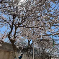 فروش زمین ۳۰۰۰ متر دربویین زهرا