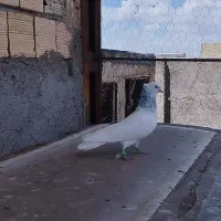 کله آبی یا الماسی فریمان