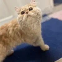 گربه پرشین|گربه|کاشان, پاقپان|دیوار