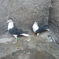 یک جفت کفتر نر و ماده ساده سیاه کاکولی|پرنده|قائن, |دیوار