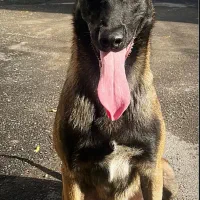 نر مالینیوز