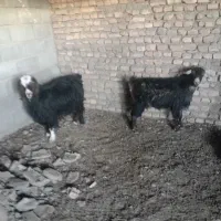 دوتابز|حیوانات مزرعه|گناباد, |دیوار