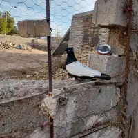 کبوتر|پرنده|سوسنگرد, |دیوار