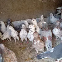 کفتر پرشی|پرنده|محمدشهر, محمدشهر|دیوار