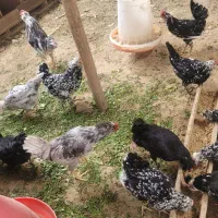 تخم مرغ نطفه دار گلین