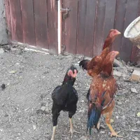 سه عدد جوجه خروس اعلا بسیار شاد|حیوانات مزرعه|مشهد, شهرک مهر آباد|دیوار