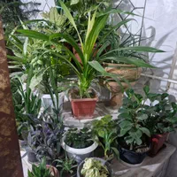 گل فروشی