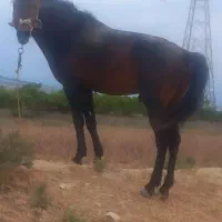 فروش اسب