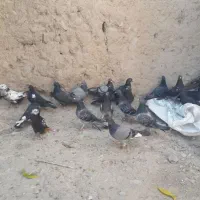چمن‌بید|پرنده|آشخانه, |دیوار