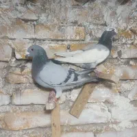 نر و ماده سوز و پلنگ سوز و ماده پلنگ سیاه|پرنده|کازرون, |دیوار