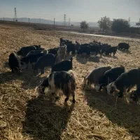 ۴۸راس بز ۸راس زایده ۴راس تیشتر نر