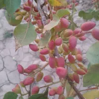 فروش باغ پسته