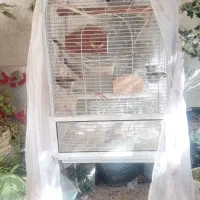 طوطی برزیلی خوش یمن با قفس بزرگ چرخ دار|پرنده|تهران, قبا|دیوار