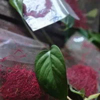 زعفران اصل.مستقیم از کشاورز