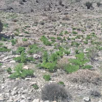 فروش یونجه