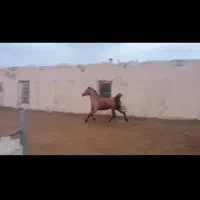 فروش ۳راس اسب مادیون