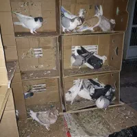 کفتر رنگی|پرنده|قم, زنبیل آباد|دیوار