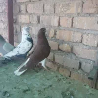 کفتر شهری سرخ نر