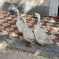 قو غاز لیندا