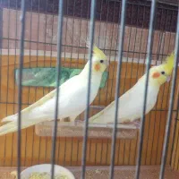 دو عدد عروس هلندی خوش رنگ