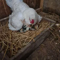 جوجه گلین