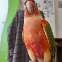 گرینچیک آناناسی دستی