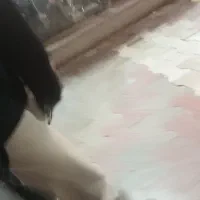 کسی هست تو عراق کار کرده باشه