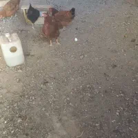 ۴ عدد مرغ محلی تخمگذار