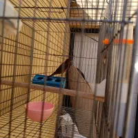 قناری سرخ سوخته  نر|پرنده|صدرا-فارس, فاز ۱|دیوار