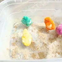 جوجه رنگی رسید یک هفتهای از مرگ و میر در اومده|حیوانات مزرعه|قم, شهرک مهدیه (مدرس)|دیوار