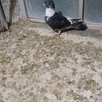 پرندهادرجه۱|پرنده|شوشتر, |دیوار