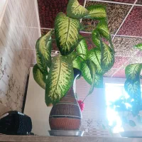 گل خانگی|گل و گیاه طبیعی|سارال, |دیوار