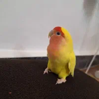 طوطی برزیلی