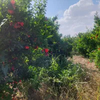 باغ-انواع-میوه