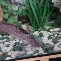 ماهی آکواریوم پنکوسی|ماهی|کرمانشاه, |دیوار