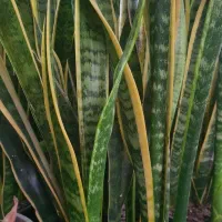 گیاهان آپارتمانی