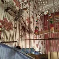 عروس هلندی|پرنده|محمدشهر, شهرک پیام (مهرالبرز)|دیوار