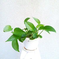 گل پتوس سرحال