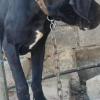 واگذاری دوقلاده سگ های گریت دین|سگ|بوکان, |دیوار