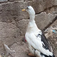 اردک نر بزرگ همراه با تخفیف