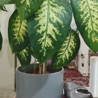 گل دیفن باخیا فروشی|گل و گیاه طبیعی|باوله, |دیوار