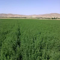 فروش زمین کشاورزی