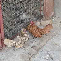 ی جفت مرغ خروس سبرایت اصیل