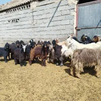 کهره ، بره ، بز|حیوانات مزرعه|شیراز, فرهنگیان|دیوار